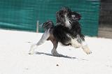 PETIT CHIEN LION 180